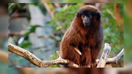 10 Animals with Hilarious Names