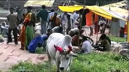 10 Animals With The Biggest Horns In The World