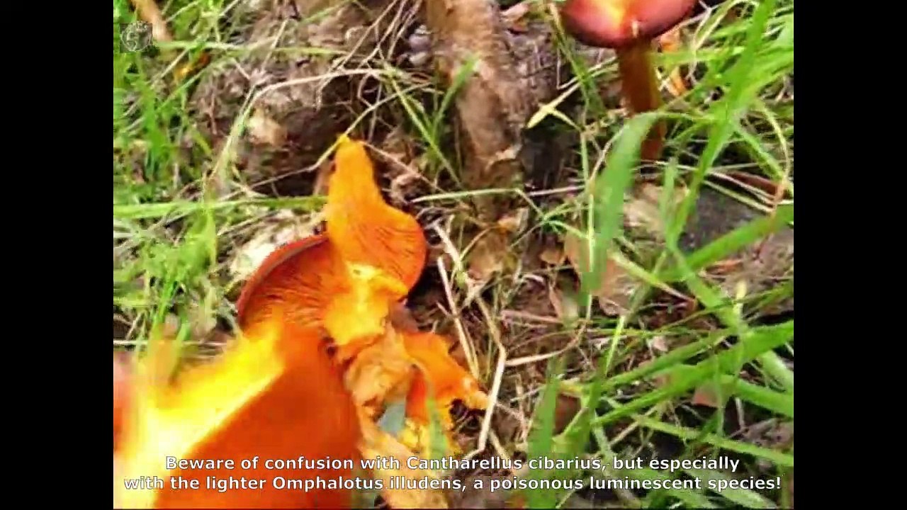 Omphalotus olearius. Champimaginatis. English Text