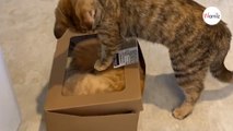 Cat discovers that her friend ate her dinner: Her revenge is ruthless (video)