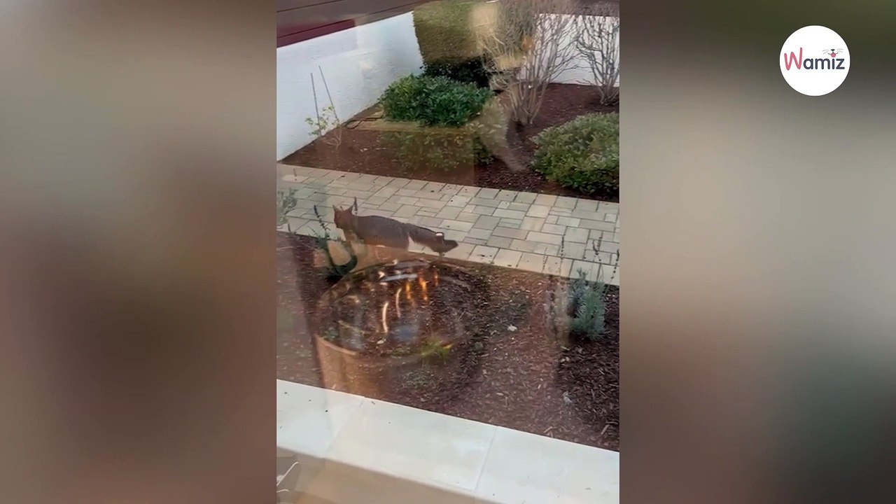 Guy thinks he sees cats in garden: When he takes a closer look, he’s speechless