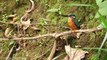 10 Most Beautiful Kingfishers in the World (2)