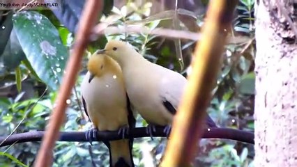 10 Most Beautiful Pigeons on Planet Earth