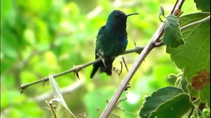 10 Most Beautiful Small Birds in the World