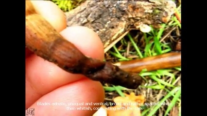 Oudemansiella pudens. Champimaginatis. English Text