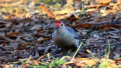 10 Most Beautiful Woodpeckers in the World
