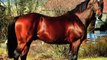 10 Most Expensive Horses Ever Sold In The World