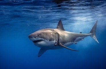 Sharks in Florida may be consuming dumped cocaine
