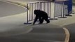 Colombie : Pancho et Chita, deux chimpanzés échappés d’un zoo, abattus par la police