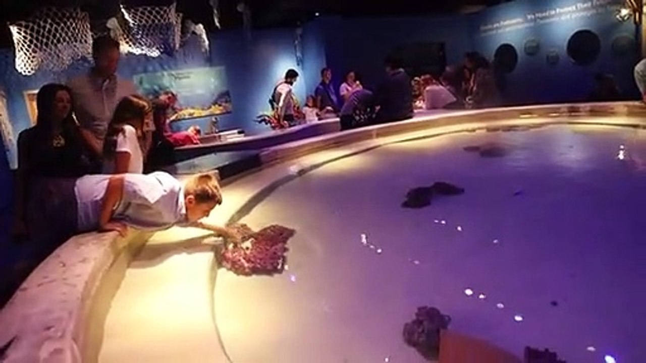 Houston Doğa Bilimleri Müzesi'nde Köpek Balıkları Sergisi