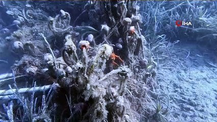 Edremit Körfezi'nde hayalet ağlar temizleniyor