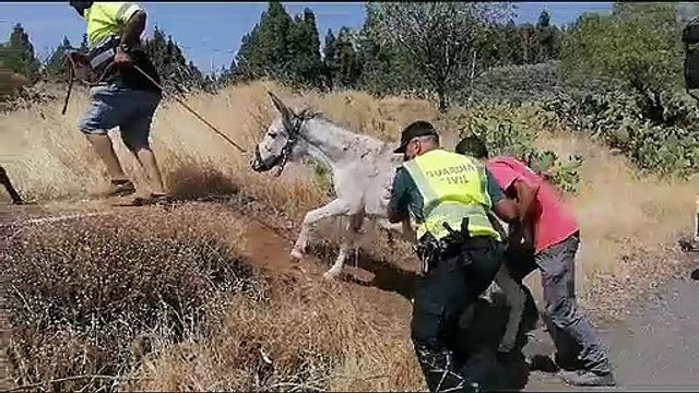 Vídeo del rescate de burros en Gran Canaria por el incendio declarado en Tejeda