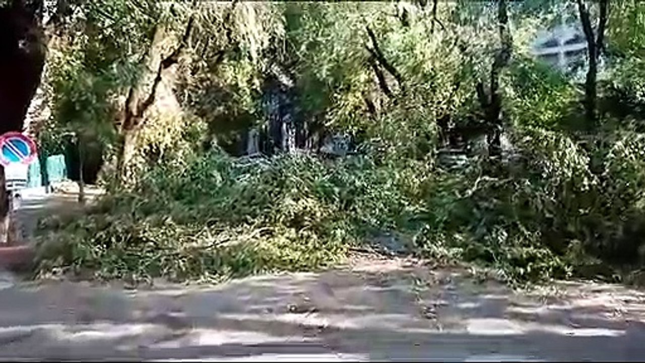 Milano, alberi abbattuti in via dei Giardini