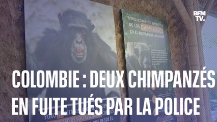 Colombie : deux chimpanzés échappés d'un zoo tués par la police