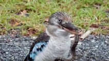 Cet oiseau Kookaburra engloutit un gros serpent... Miam