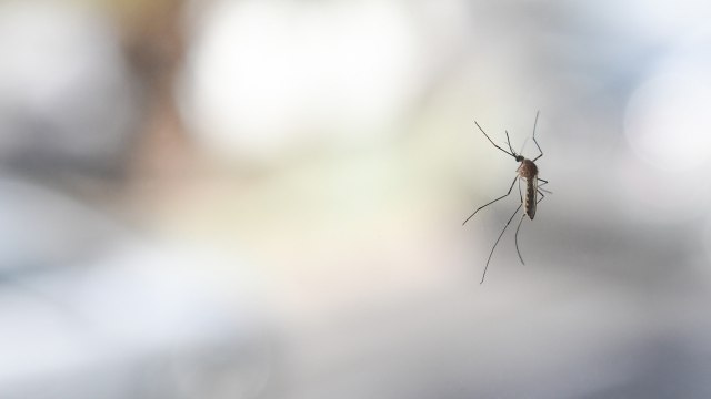 How To Keep Mosquitoes Away