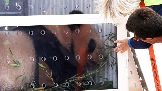 « Un gros pincement au cœur » : le panda Yuan Meng a quitté Beauval pour la Chine