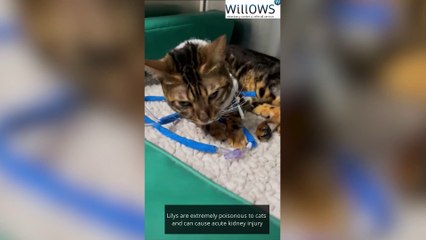 Cat struck down with lily poisoning makes miracle recovery after being clinically dead for 26 minutes