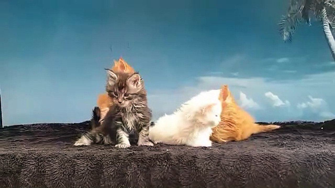 les chatons de Stella et Kalibr