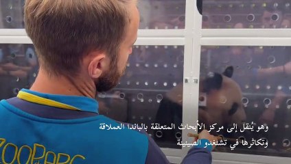 المئات في وداع أول باندا مولود في فرنسا قبل نقله إلى الصين