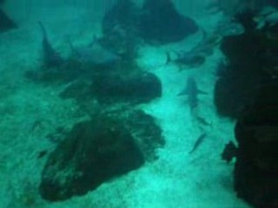 Aquarium