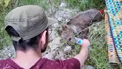 Yaralı yavru ayının kurtarılma görüntüleri iç ısıttı!