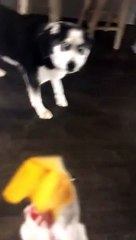 Cão 'discute' com dona depois de ser repreendido