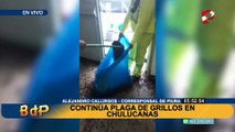Plaga de grillos en Piura: insectos continúan invadiendo el hospital de Chulucanas
