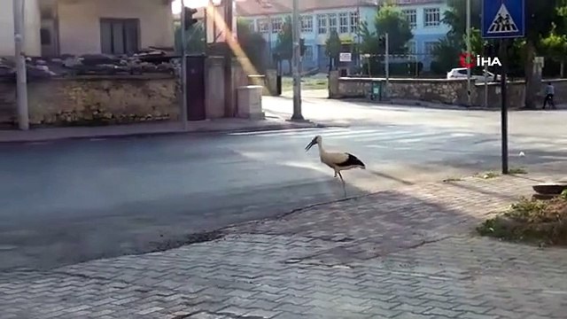 Ceux qui ont vu la cigogne marcher au milieu de la rue ont été surpris