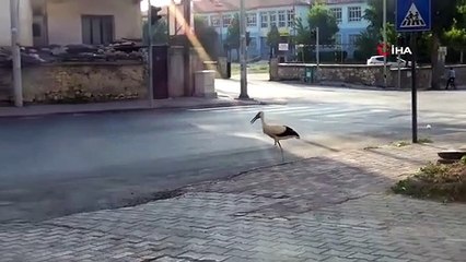 Ceux qui ont vu la cigogne marcher au milieu de la rue ont été surpris