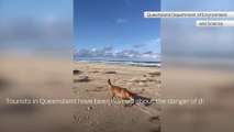 Australia_ Dingo bites sunbathing tourist in Queensland(1080P_HD)