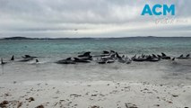 Dozens of pilot whales dead after mass stranding at WA beach