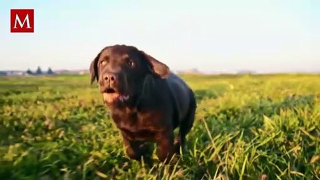 Estos son los alimentos que NO debes de darle a tu perrito