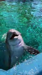 Dolphin Tickles And Giggles