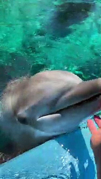 Dolphin Tickles And Giggles