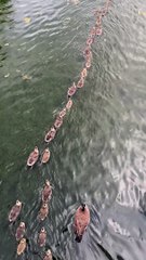 Goslings Go On Parade