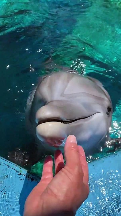 Dolphin Tickles And Giggles