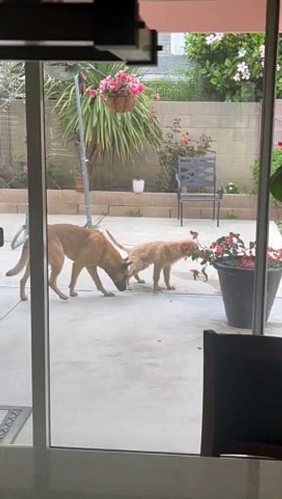 Peeing Puppy Gets Peed On