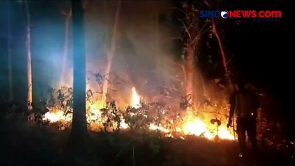 Download Video: Diduga Sengaja Dibakar, Hutan Jati Seluas 5 Hektare Hangus Terbakar