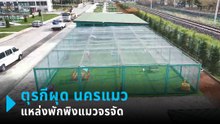 ตุรกีผุด นครแมว แหล่งพักพิงแมวจรจัด