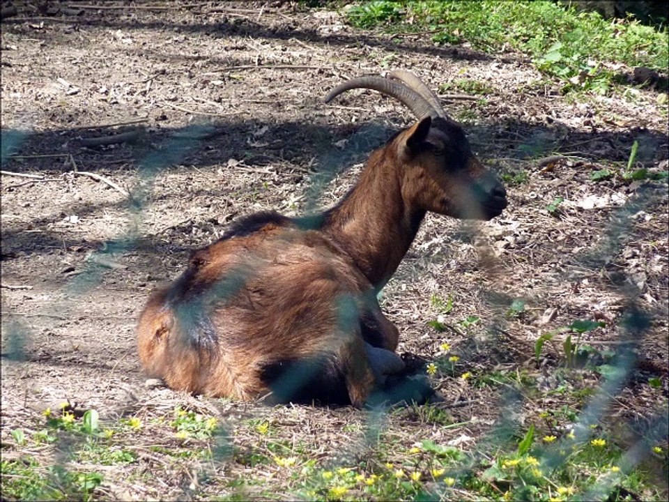 Chèvres - Musique : 6/8 de la pêche à la mouche (A Gauthier) - Eric : guitares, mandolines.