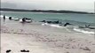 Morrem 51 baleias-piloto depois de encalhar numa praia da Austrália