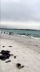 Morrem 51 baleias-piloto depois de encalhar numa praia da Austrália