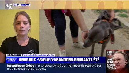 Selon Sara Suede (association Woof'in), "on peut monter à 10 abandons d'animaux par jour pendant l'été", contre 4 le reste de l'année