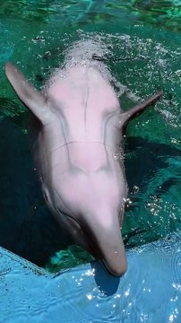 Dolphin Tickles And Giggles