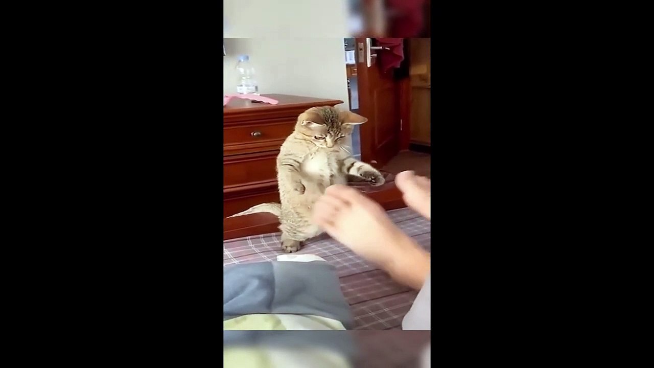 Funny animals -  Funny cats _ dogs -  Funny animal videos 2023  - Haypyy Pett