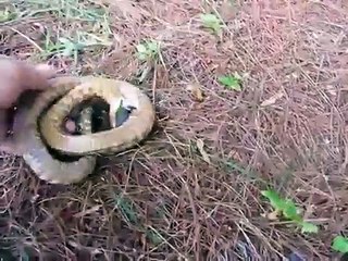 Yakalandığı an ölü taklidi yapan yılanın görüntüleri gündem oldu