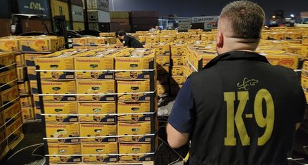 Muz konteynerinden kokain çıktı