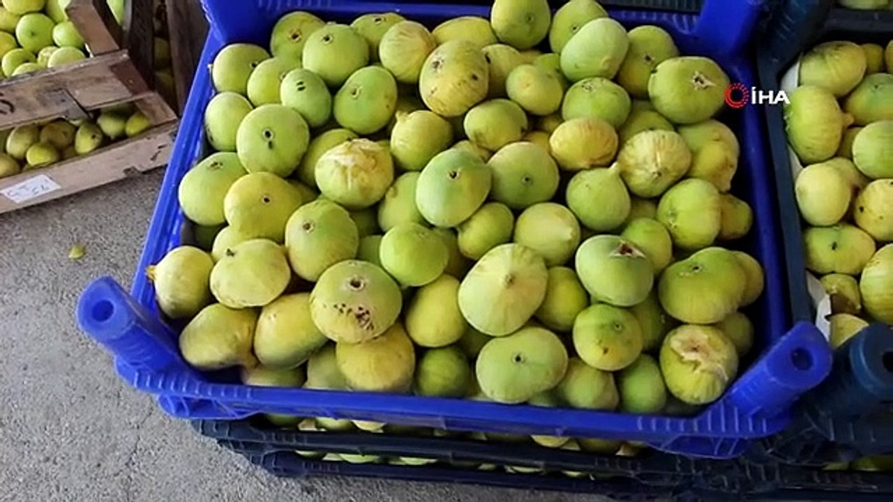 La récolte des figues a commencé à Mersin, 30 mille tonnes de récolte sont attendues