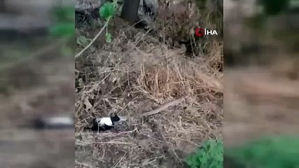 Türkiye'de yaşayan en zehirli yılan, kargayı yerken görüntülendi